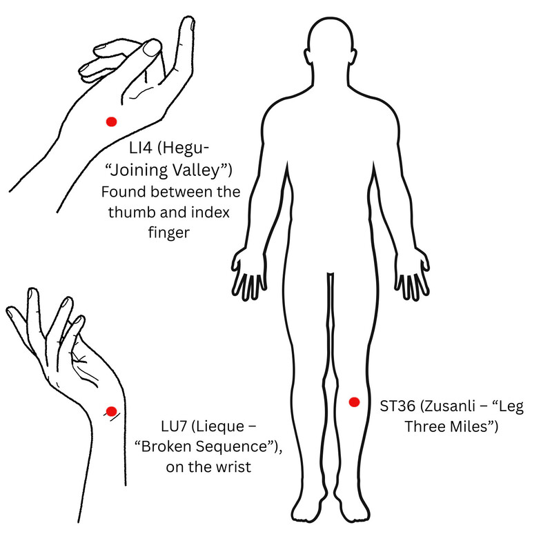 Acupuncture points LI4 on the hand, ST36 below the knee, and LU7 on the wrist shown in a simple diagram, highlighting how Chinese medicine supports immunity in the fall season.